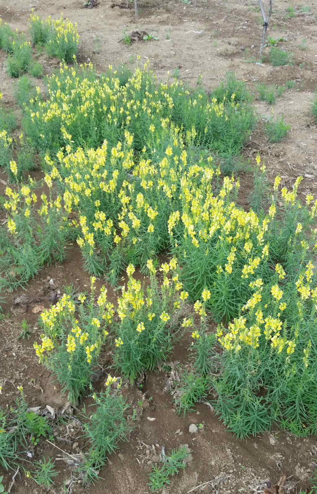 Linaria vulgaris